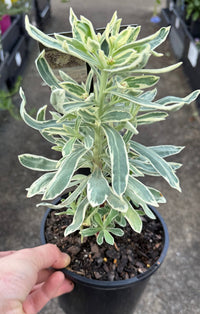 Silver Swan (Euphorbia characias) - Ladybird Nursery