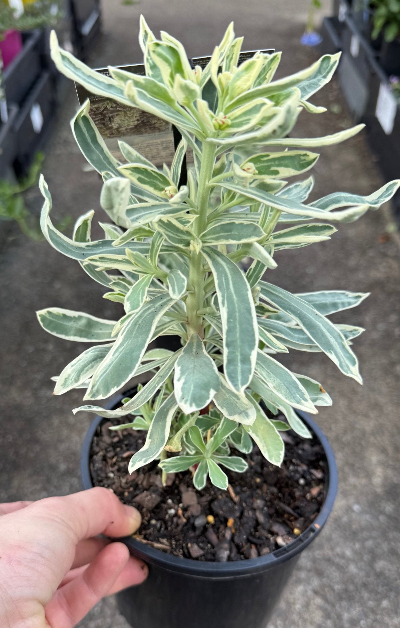 Silver Swan (Euphorbia characias) - Ladybird Nursery
