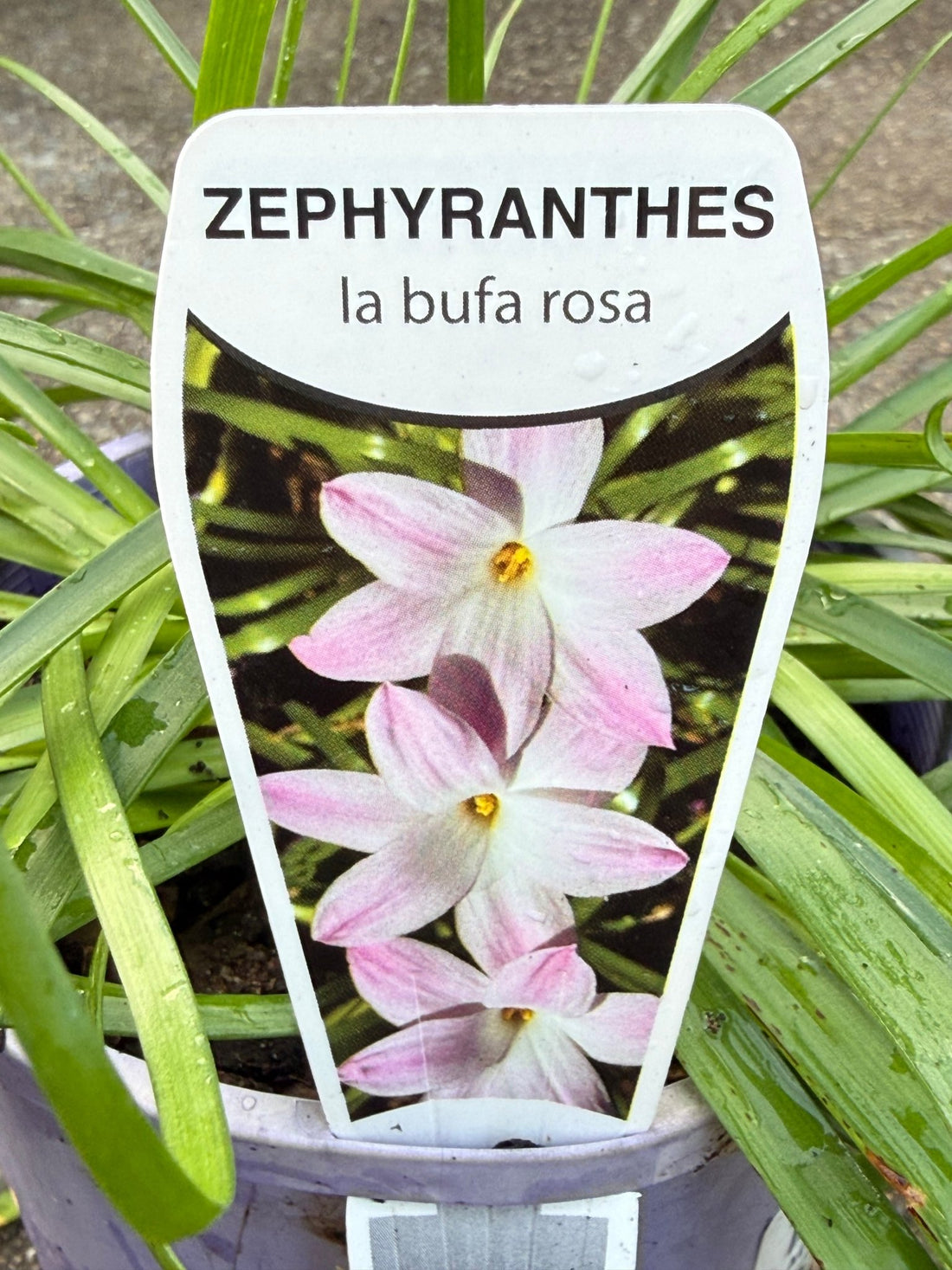 Rain Lily 'La Bufa Rosa' (Zephyranthes) - Ladybird Nursery
