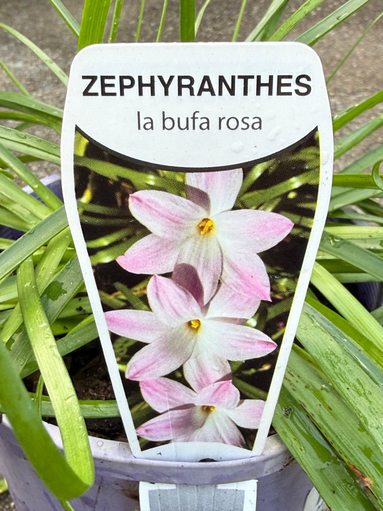Rain Lily 'La Bufa Rosa' (Zephyranthes) - Ladybird Nursery
