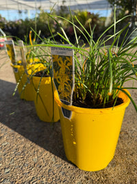 Yellow Rain Lily (Zephyranthes flavissima) - Ladybird Nursery