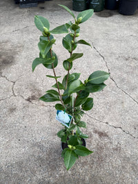 Camellia Pope John XXIII (Camellia japonica) - Ladybird Nursery