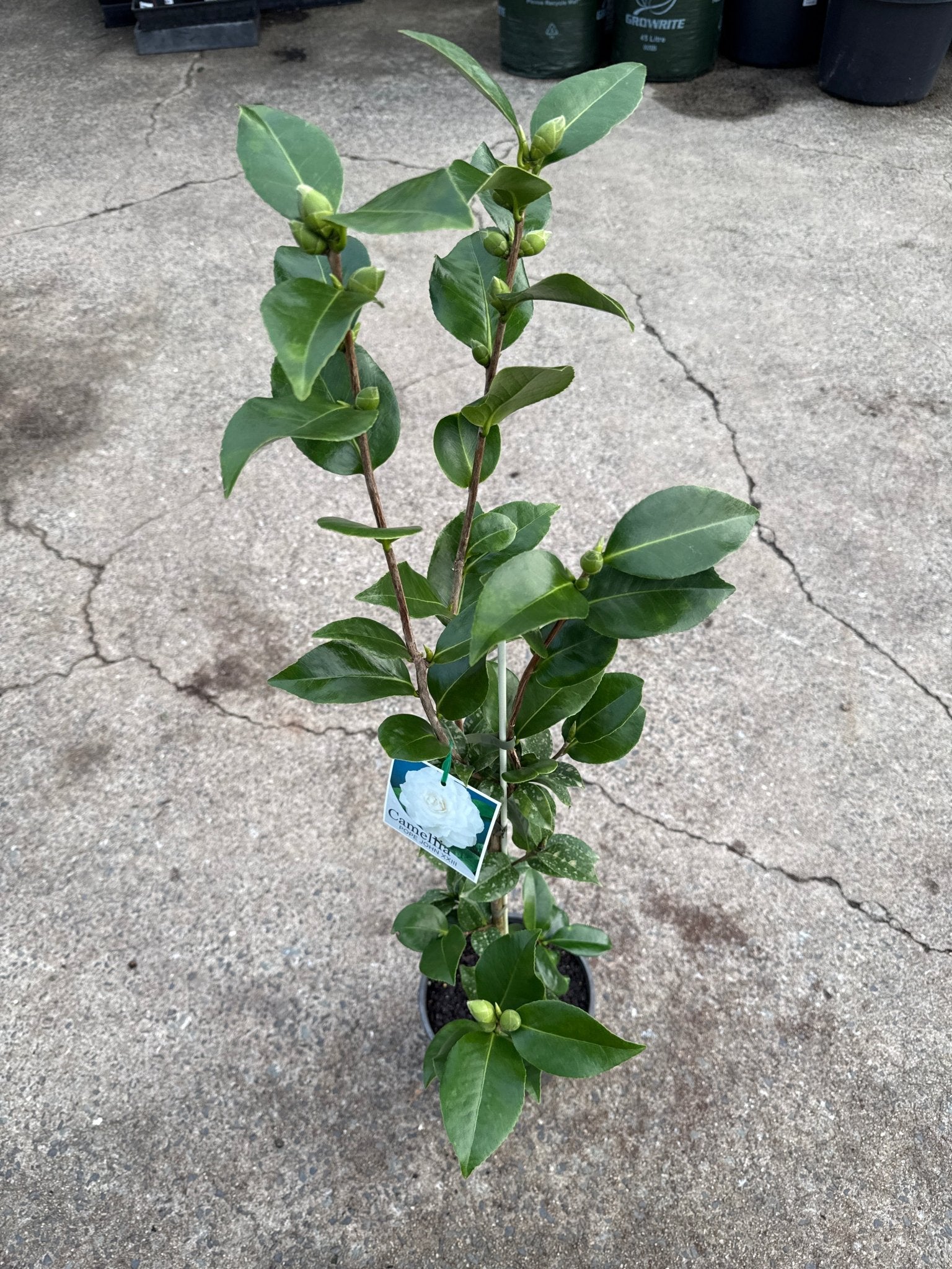 Camellia Pope John XXIII (Camellia japonica) - Ladybird Nursery