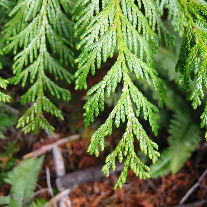 Western Red Cedar (Thuja plicata) - Ladybird Nursery