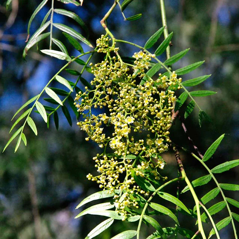 Peruvian Peppertree (Schinus molle)
