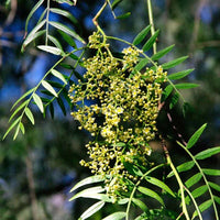 Peruvian Peppertree (Schinus molle) - Ladybird Nursery