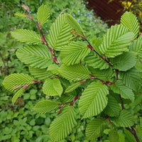 European Hornbeam (Carpinus betulus)