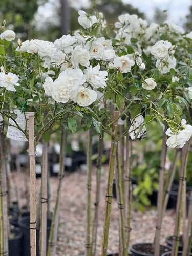 Rose Iceberg 2ft Standards (Rosa) - Ladybird Nursery