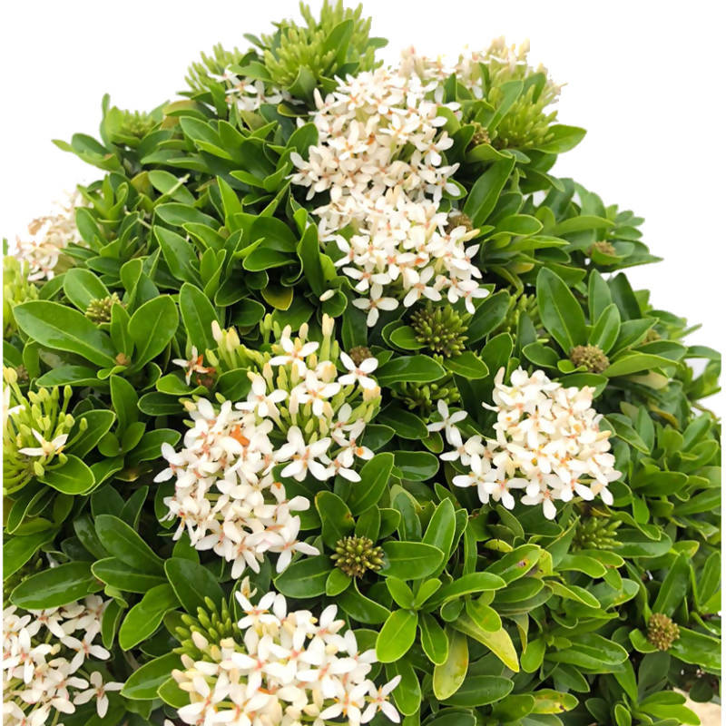 Ixora White Malay