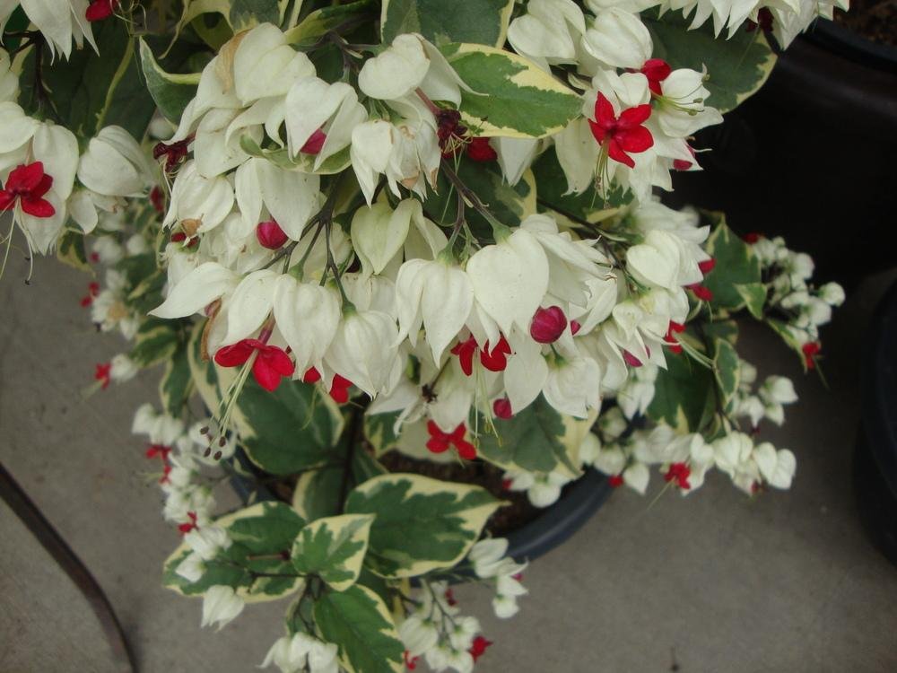 Bleeding Heart variegated Ladder (Clerodendrum thomsoniae) - Ladybird Nursery