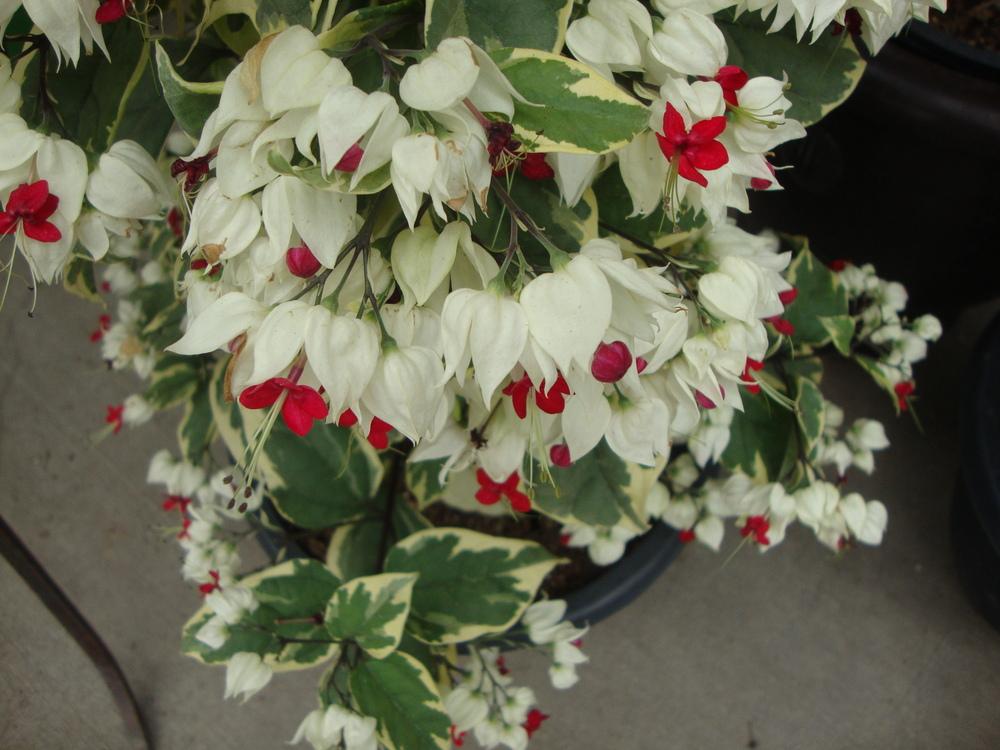 Bleeding Heart variegated Ladder (Clerodendrum thomsoniae)