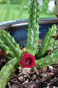 Carrion Flower (Huernia macrocarpa) - Ladybird Nursery