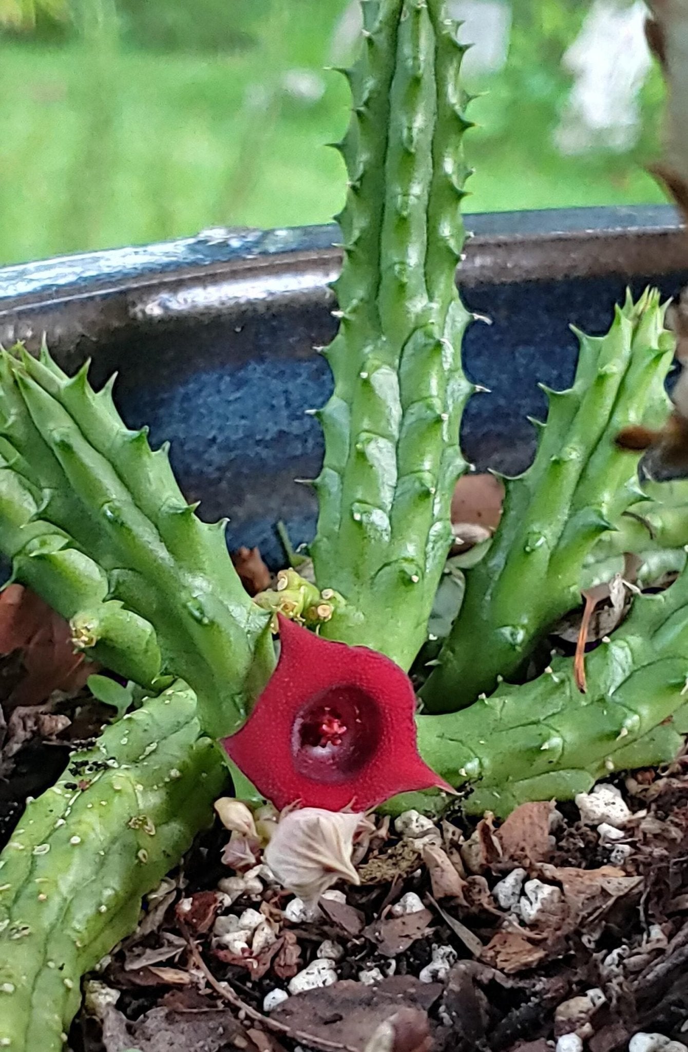Carrion Flower (Huernia macrocarpa) - Ladybird Nursery