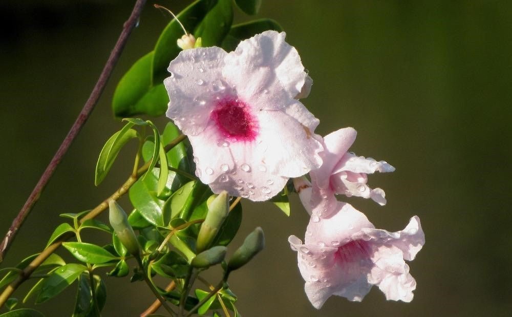 Bower Vine Lady Di (Pandorea jasminoides) - Ladybird Nursery