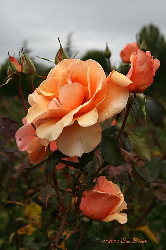 Rose Brandy Hybrid Tea (Rosa)