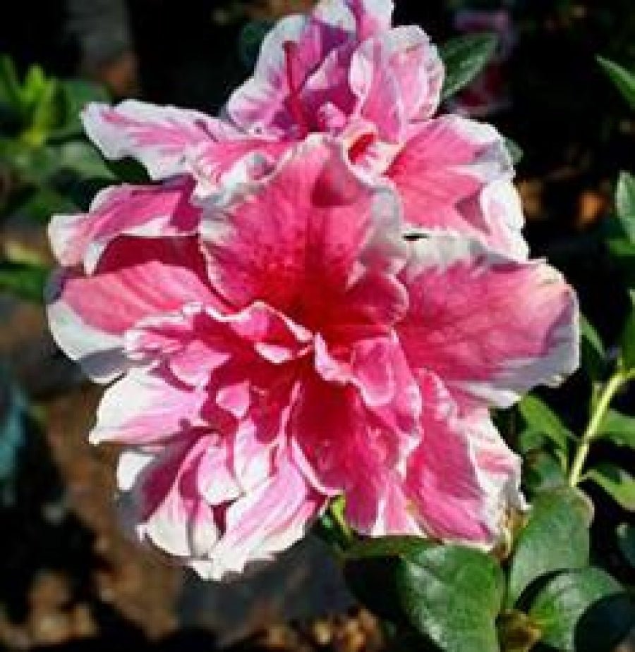 Azalea Misty Pink - Ladybird Nursery