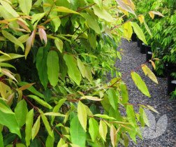 Weeping Lilly Pilly (Waterhousia floribunda) - Advanced, pickup only - Ladybird Nursery