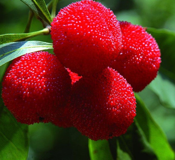 Strawberry Tree (Arbutus unedo) - Ladybird Nursery