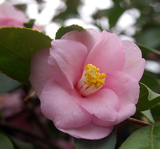 Camellia Mandy (Camellia japonica)