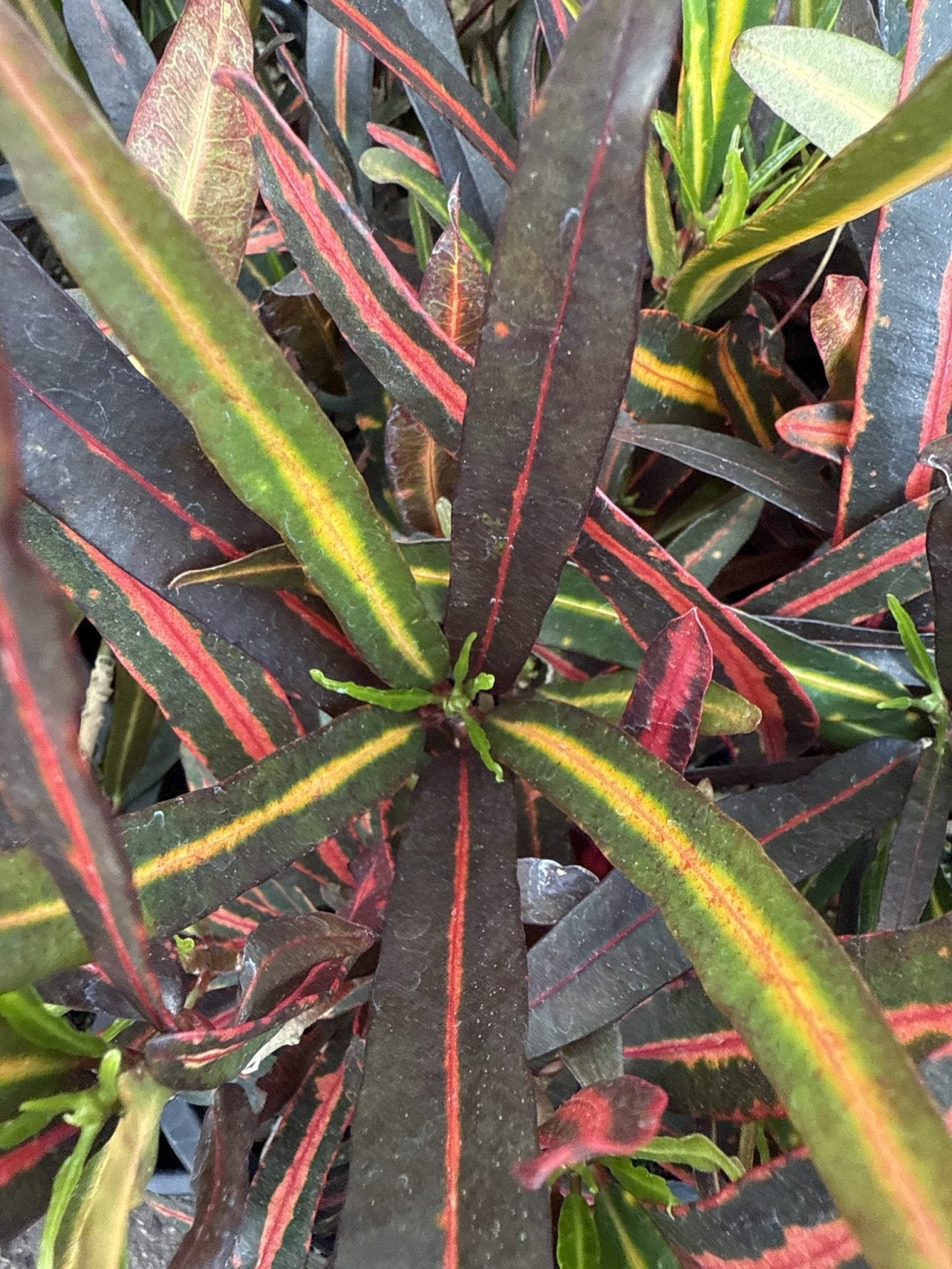 Croton 'Victoria Gold Bell' - Ladybird Nursery