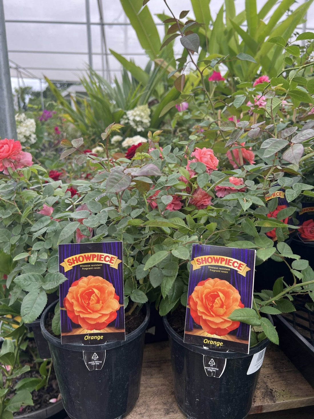 Rose Showpiece Orange (Rosa) - Ladybird Nursery