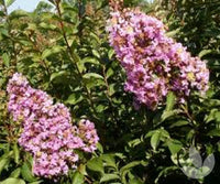 Crepe Myrtle Lipan (Lagerstroemia)
