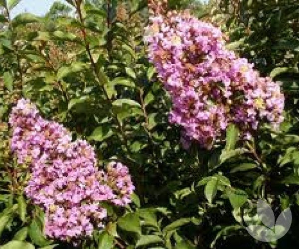 Crepe Myrtle Tree Form x fauriei Lipan (Lagerstroemia indica) - Ladybird Nursery