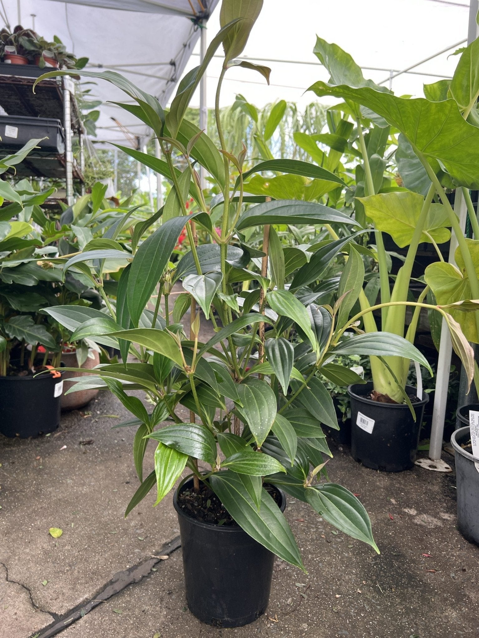 Medinilla Fairytale (Medinilla magnifica) - Medium - Ladybird Nursery
