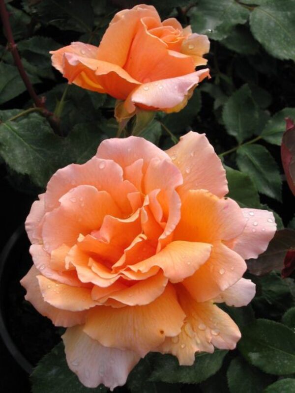 Rose Just Joey (Rosa) - Ladybird Nursery
