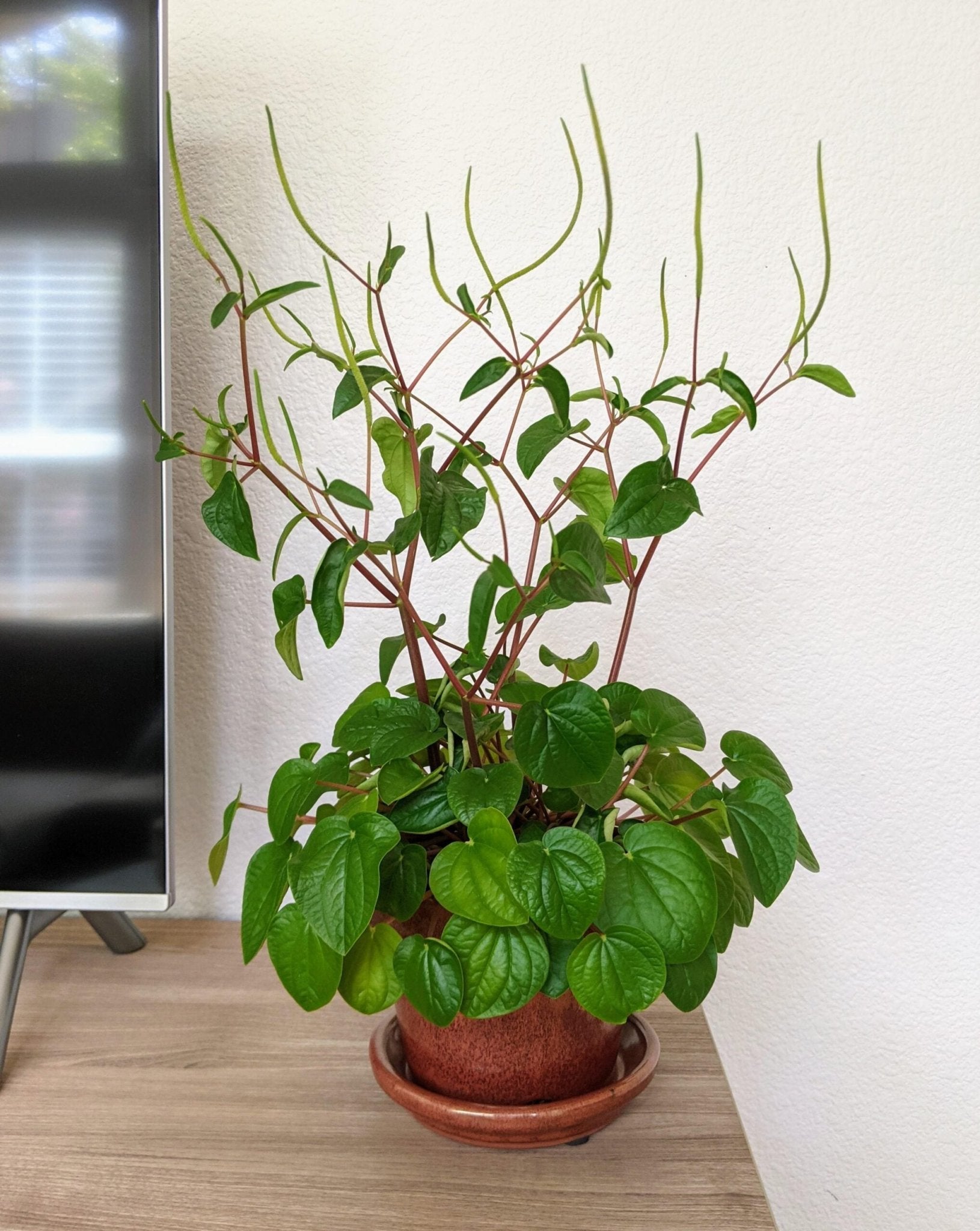 Peperomia Rana Verde (Peperomia) - Ladybird Nursery