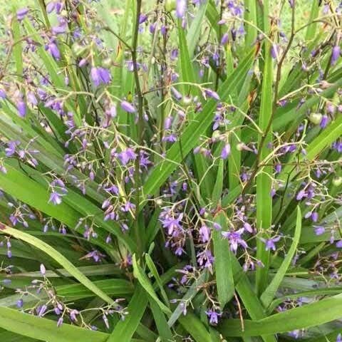 Flax Lily Fountain (Dianella Emerald) - Ladybird Nursery