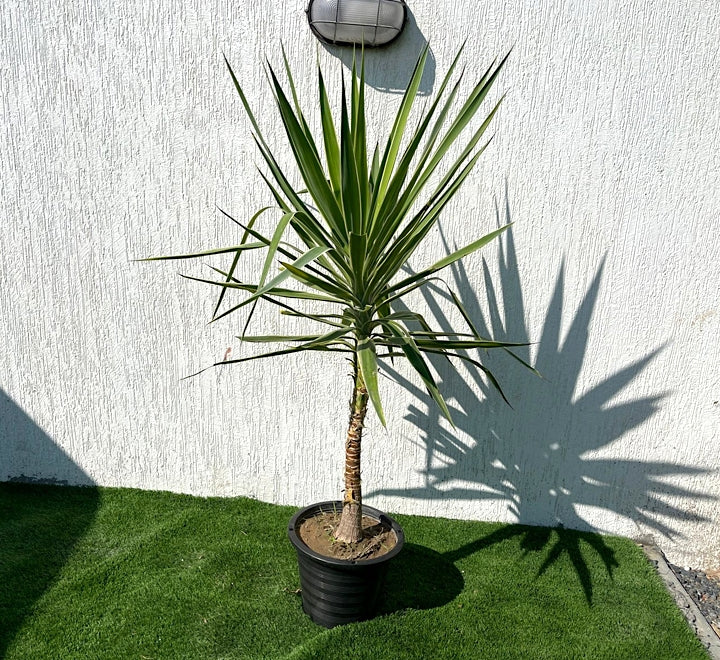Spineless Yucca Variegata (Yucca Elephantipes)