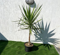 Spineless Yucca Variegata (Yucca Elephantipes) - Ladybird Nursery
