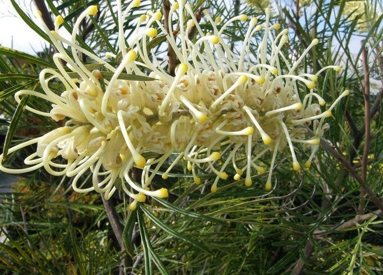 Grevillea Moonlight