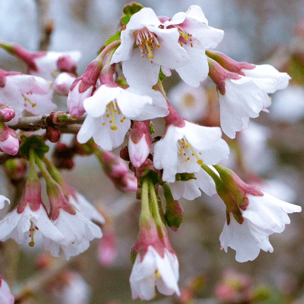 Flowering Cherry Kojo No Mai (Prunus incisa)