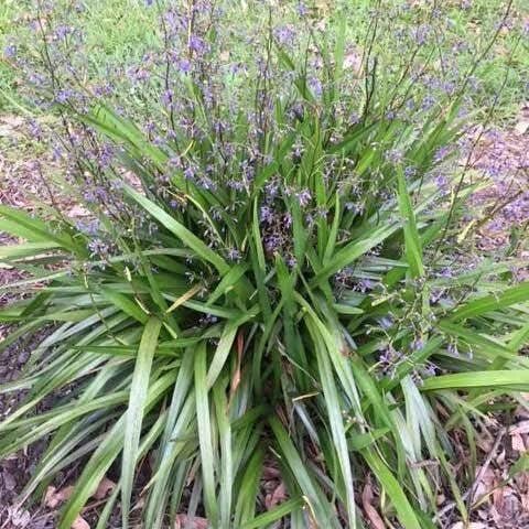 Flax Lily Fountain (Dianella Emerald) - Ladybird Nursery