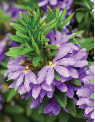 Fan Flower Bondi™ Blue (Scaevola)
