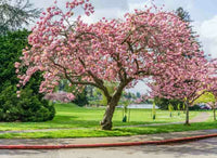 Flowering Cherry Kanzan (Prunus serrulata) - Ladybird Nursery