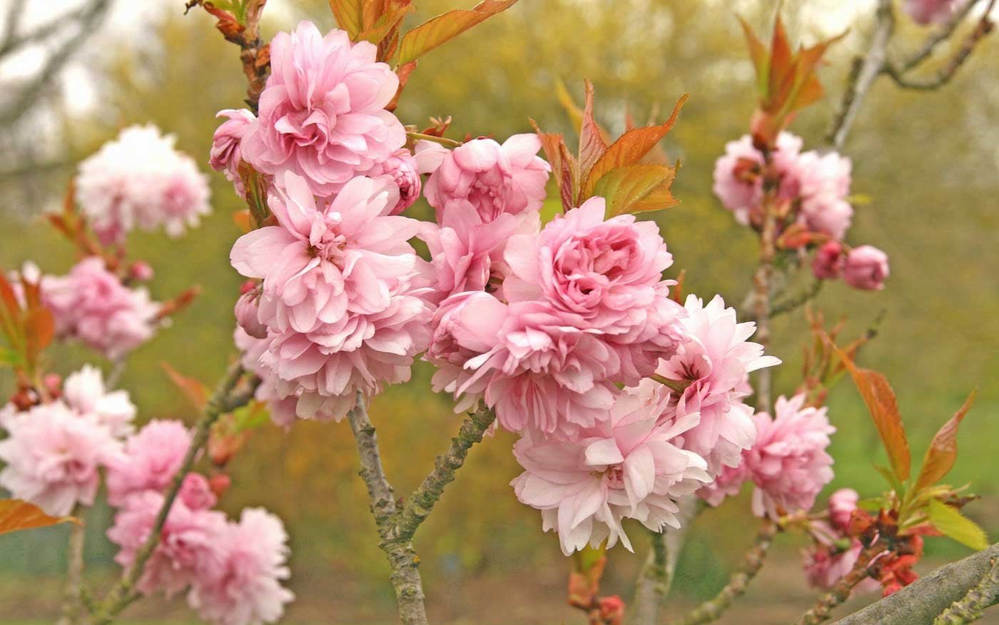 Flowering Cherry Ojochin (Prunus serrulata) - Ladybird Nursery