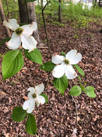 Flowering Dogwood (Cornus florida) - Ladybird Nursery