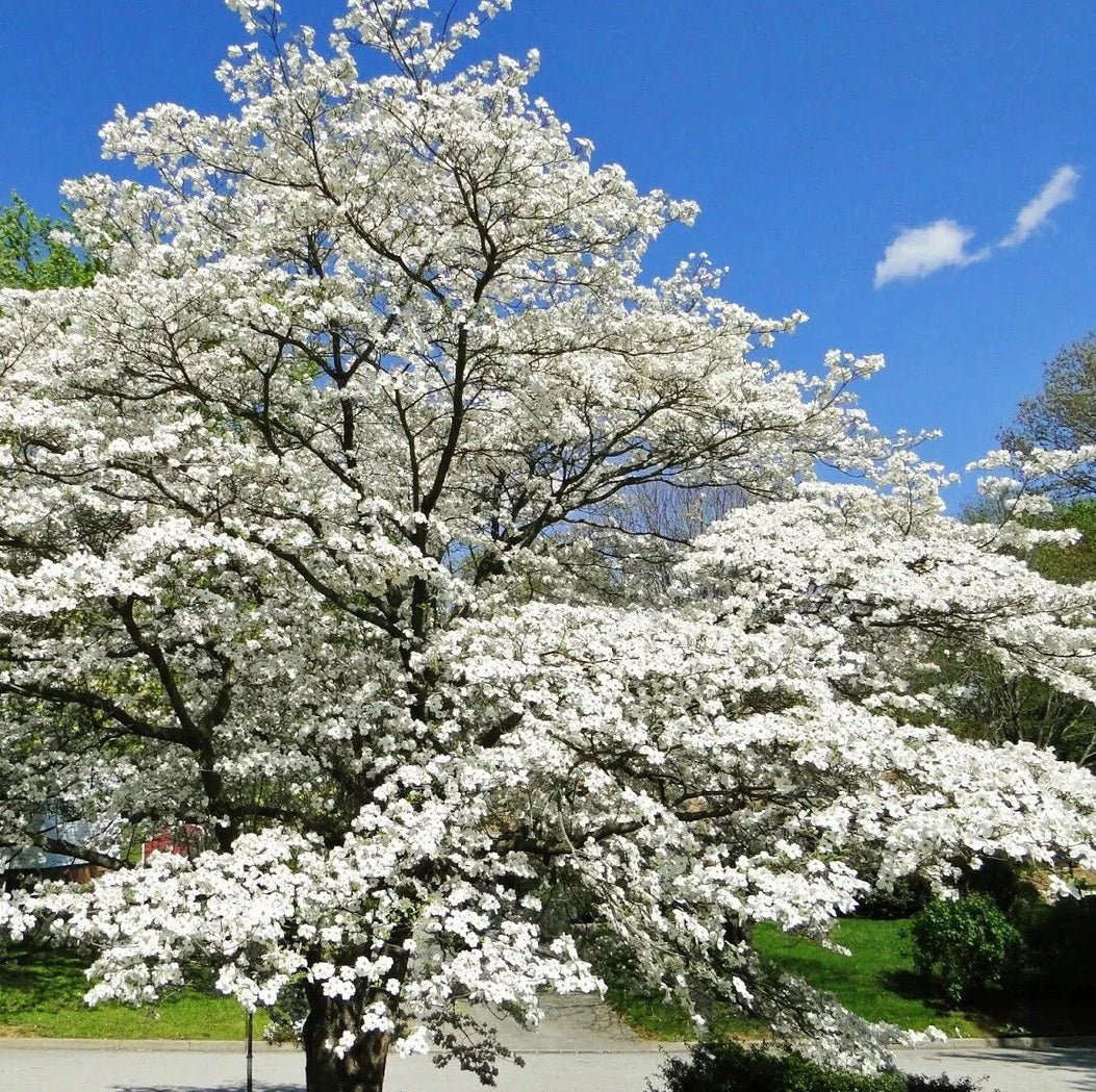Flowering Dogwood First Lady (Cornus florida) - Ladybird Nursery