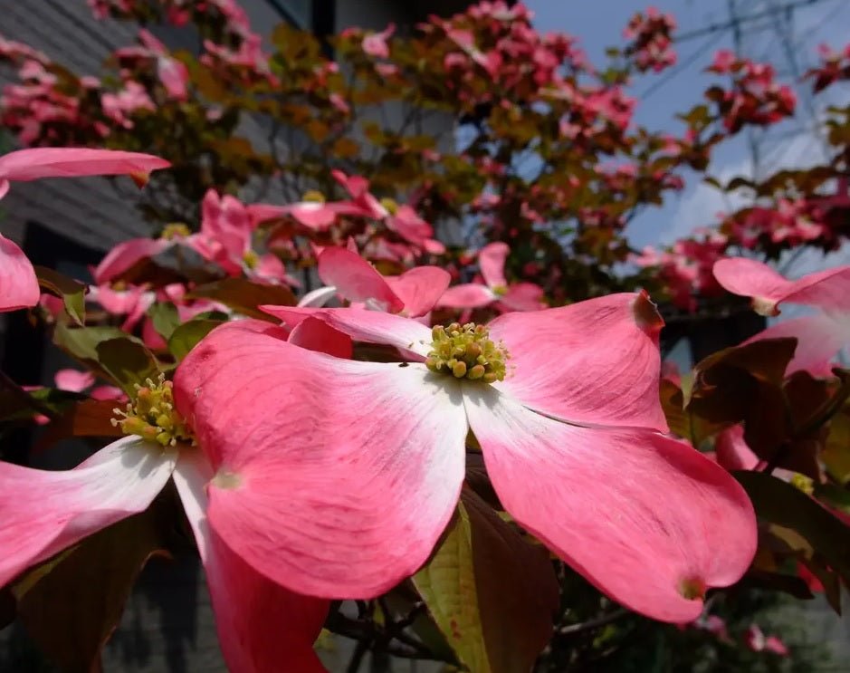 Flowering Dogwood Purple Glory (Cornus florida) - Ladybird Nursery
