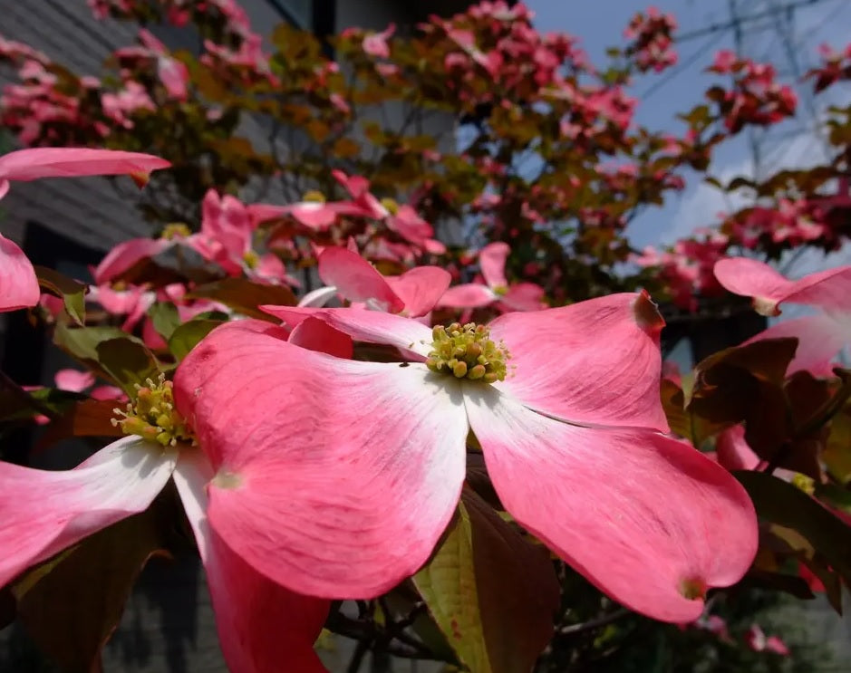 Flowering Dogwood Purple Glory (Cornus florida)