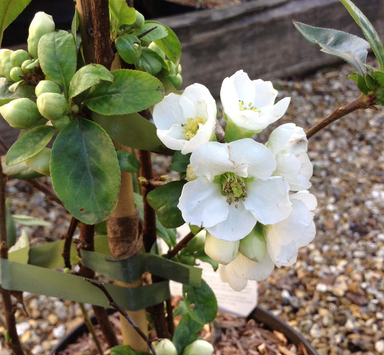 Flowering Quince Nivalis (Chaenomeles speciosa)