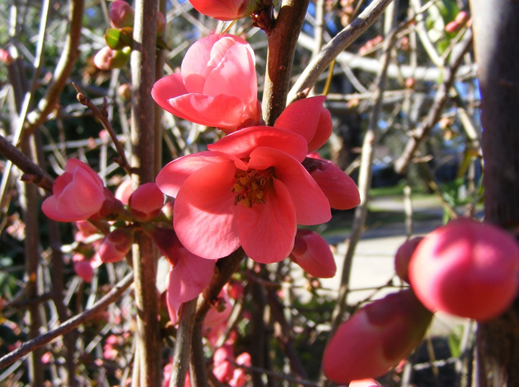 Flowering Quince Winter Cheer (Chaenomeles speciosa) - Ladybird Nursery