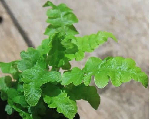 Fluffy Duck Fern (Blechnum Fluffy) - Ladybird Nursery
