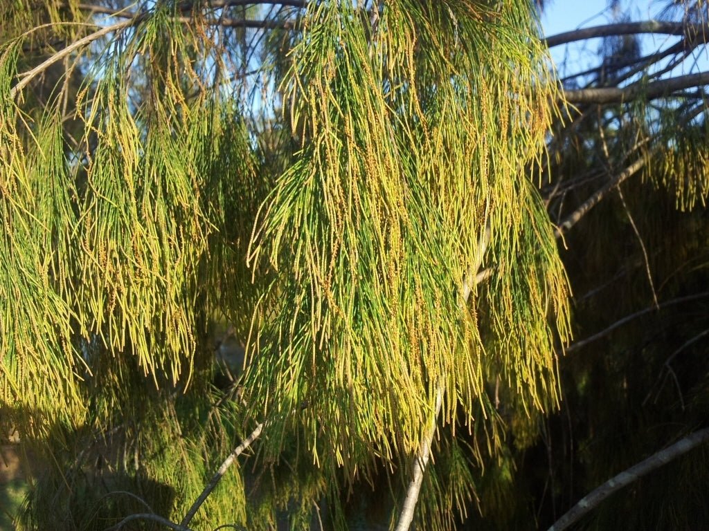 Forest Oak (Allocasuarina torulosa) - Ladybird Nursery