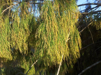 Forest Oak (Allocasuarina torulosa) - Ladybird Nursery