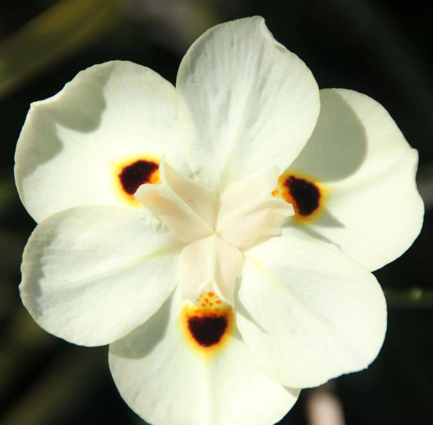 Fortnight Lily (Dietes iridioides)