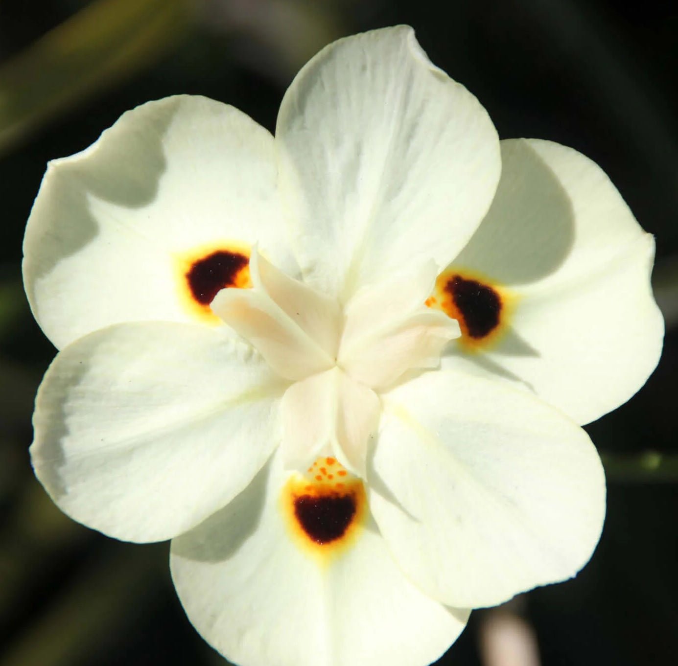 Fortnight Lily (Dietes iridioides) - Ladybird Nursery